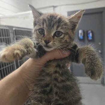 Heart -  Domestic Short Hair Cat for Adoption in Spruce Pine, North Carolina - Heart | PetCurious