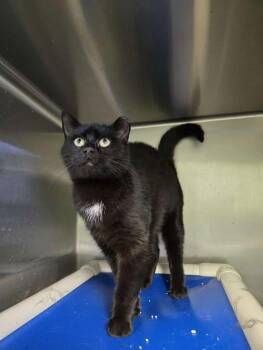 Domestic Short Hair Cats Available for Adoption - Lucy | PetCurious