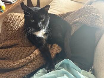 Lego -  Domestic Short Hair Cat for Adoption in Ferndale, Michigan - Lego | PetCurious