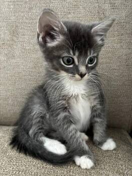 Misty -  Domestic Short Hair Cat for Adoption in Vancouver, Washington - Misty | PetCurious