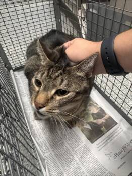 LA RAYADA -  Domestic Short Hair Cat for Adoption in Pasadena, Texas - LA RAYADA | PetCurious