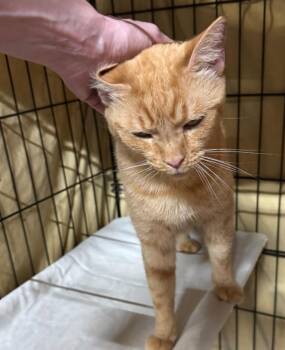 Butterscotch -  Domestic Short Hair Cat for Adoption in Centerville, Georgia - Butterscotch | PetCurious