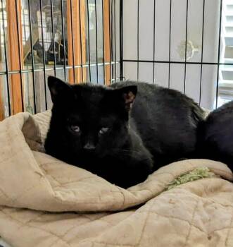 ELORA -  American Shorthair Cat for Adoption in Cottonwood, California - ELORA | PetCurious