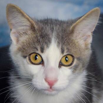 Little Man -  Domestic Short Hair Cat for Adoption in Huntley, Illinois - Little Man | PetCurious