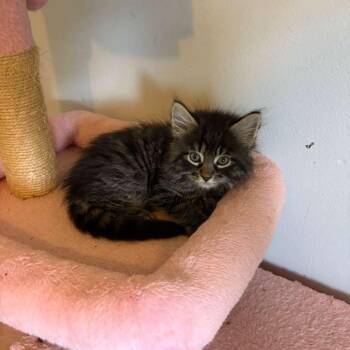 Domestic Medium Hair Cats Available for Adoption in Sunrise, Florida - Bear | PetCurious