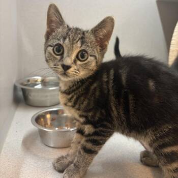 Ivy -  Domestic Short Hair Cat for Adoption in Pittsburgh, Pennsylvania - Ivy | PetCurious