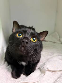 Dreamy -  Domestic Short Hair Cat for Adoption in Delson, Quebec - Dreamy | PetCurious