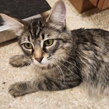 Ariana -  Domestic Medium Hair Cat for Adoption in Reno, Nevada - Ariana | PetCurious