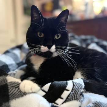 Cookie -  Domestic Short Hair Cat for Adoption in Reno, Nevada - Cookie | PetCurious