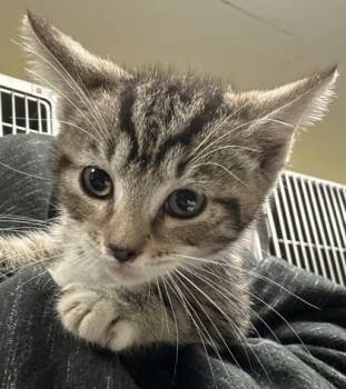 Rescue Domestic Medium Hair and Domestic Short Hair Cats for Adoption in Spartanburg, South Carolina - Corn | PetCurious