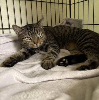 Rescue Domestic Short Hair Cats for Adoption in Gloucester, Massachusetts - Charmander | PetCurious