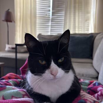 Domestic Short Hair Cats Available for Adoption in Nashville, Tennessee - Isabelle | PetCurious