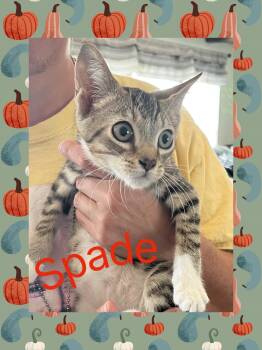 Rescue Tabby Cats for Adoption in Lebanon, Missouri - Spade | PetCurious