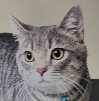 Bengal and Domestic Short Hair Cats Available for Adoption - Jack | PetCurious