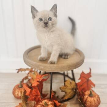 Glacier -  Siamese and Domestic Short Hair Cat for Adoption in Brownsboro, Alabama - Glacier | PetCurious