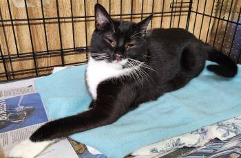 Diesel -  Tuxedo Cat for Adoption in Linden, New Jersey - Diesel | PetCurious