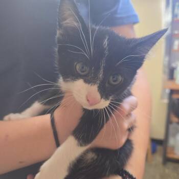 Daisy -  Domestic Short Hair Cat for Adoption in Corinth, Mississippi - Daisy | PetCurious