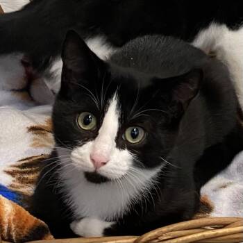 Rescue Tuxedo Cats for Adoption in Stanstead, Quebec - Rola | PetCurious