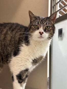 Domestic Short Hair Cats Available for Adoption in Loveland, Colorado - JULIEN | PetCurious
