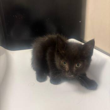 Skillet -  Domestic Medium Hair Cat for Adoption in Chicago, Illinois - Skillet | PetCurious