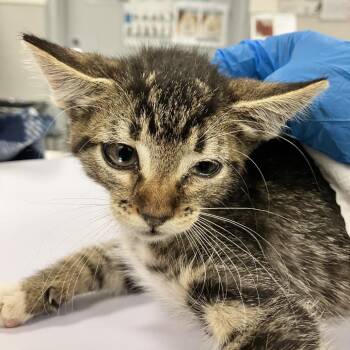 Jayjay -  Domestic Short Hair Cat for Adoption in Las Cruces, New Mexico - Jayjay | PetCurious