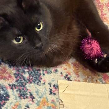 Ember -  Domestic Short Hair Cat for Adoption in New Berlin, Wisconsin - Ember | PetCurious