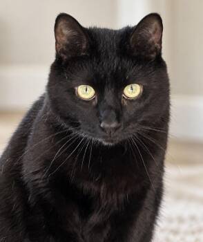 Melly -  Domestic Short Hair Cat for Adoption in Alexandria, Virginia - Melly | PetCurious