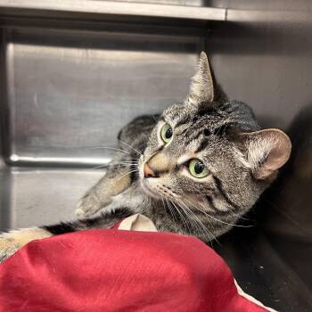 Domestic Short Hair Cats Available for Adoption - Cholula | PetCurious