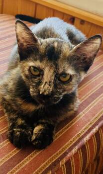 Stormie -  Tortoiseshell and Domestic Short Hair Cat for Adoption in Phoenix, Arizona - Stormie | PetCurious