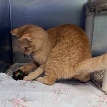 Gouda -  Domestic Short Hair Cat for Adoption in Columbus, Ohio - Gouda | PetCurious