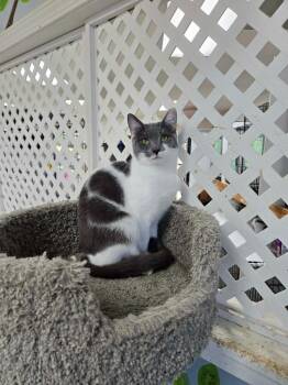 Crepes -  Domestic Short Hair Cat Available for Adoption in Rome, Georgia - Crepes | PetCurious