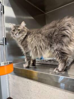 Emily -  Domestic Long Hair Cat for Adoption in Clarksville, Tennessee - Emily | PetCurious