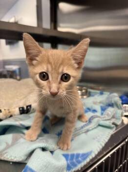 Iggy -  Domestic Short Hair Cat for Adoption in Hilton Head Island, South Carolina - Iggy | PetCurious