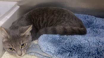 Rescue Domestic Short Hair Cats for Adoption in Saint Clairsville, Ohio - Chester | PetCurious