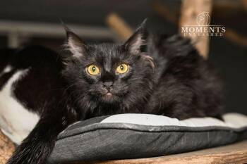 Domestic Medium Hair Cats Available for Adoption - Tilapia | PetCurious
