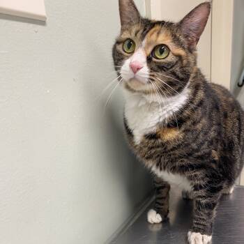 Rescue Domestic Short Hair Cats for Adoption in Waldorf, Maryland - Korra | PetCurious