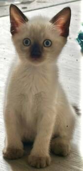 Cherokee -  Siamese and Snowshoe Cat for Adoption in Wilmington, North Carolina - Cherokee | PetCurious