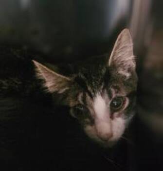 Domestic Short Hair Cats Available for Adoption - Kaidan | PetCurious