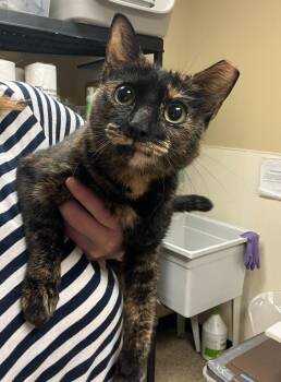 Isabelle -  Domestic Short Hair Cat for Adoption in Worcester, Massachusetts - Isabelle | PetCurious