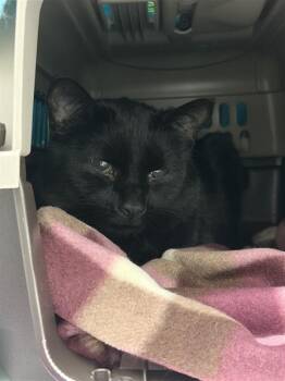 Domestic Short Hair Cats Available for Adoption - Graham | PetCurious