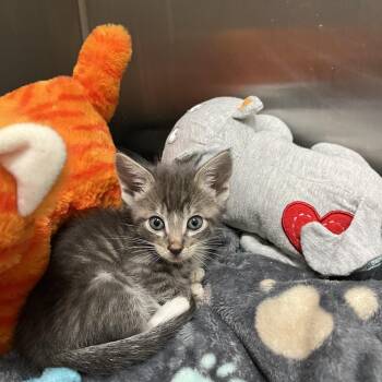 Hazelnut -  Domestic Short Hair Cat for Adoption in Hawthorne, California - Hazelnut | PetCurious