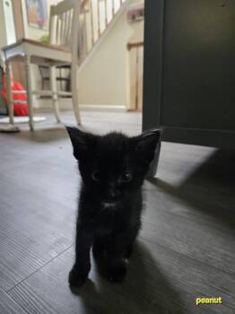 PEANUT -  Domestic Short Hair Cat for Adoption in Colorado Springs, Colorado - PEANUT | PetCurious
