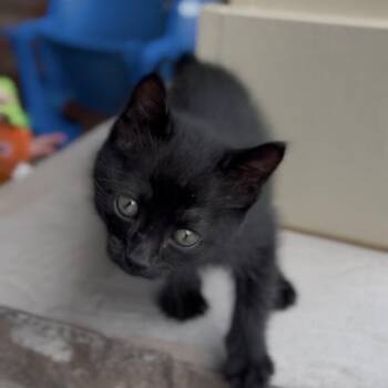 Rapunzel -  American Bobtail Cat for Adoption in Huntsville, Alabama - Rapunzel | PetCurious