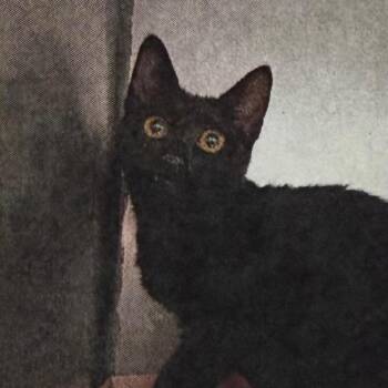 Domestic Short Hair Cats Available for Adoption - ATTALUNA | PetCurious