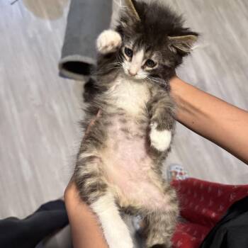 Waffle -  Domestic Medium Hair Cat for Adoption in Aldie, Virginia - Waffle | PetCurious