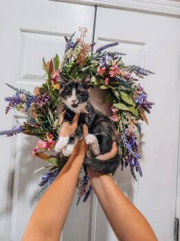 Pancake -  Calico Cat for Adoption in Goodyear, Arizona - Pancake | PetCurious