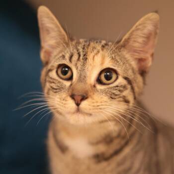 Pippa -  Domestic Short Hair Cat for Adoption in Philadelphia, Pennsylvania - Pippa | PetCurious