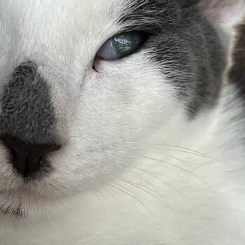 Rescue Abyssinian Cats for Adoption in South San Francisco, California - North | PetCurious