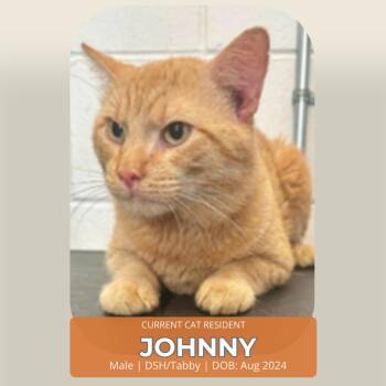 Johnnie -  Domestic Short Hair Cat for Adoption in Minneapolis, Minnesota - Johnnie | PetCurious