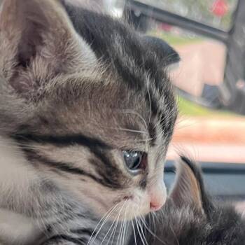 Jerry -  Domestic Short Hair Cat for Adoption in Durant, Oklahoma - Jerry | PetCurious